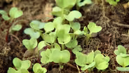 Planning Vegetable Beds