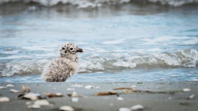 Europe's New Wild | Europe's Amazon