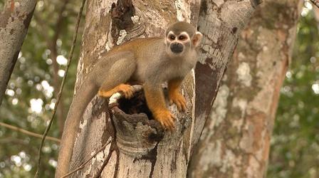 Video thumbnail: PBS NewsHour In Brazil, deforestation threatens Amazon species' survival