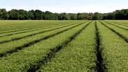 Charleston Tea Garden