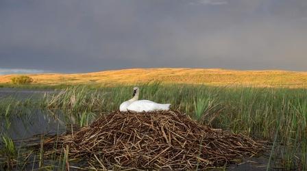 Video thumbnail: Nebraska Stories Return of the Swan