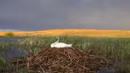 Return of the Swan