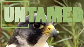 Video thumbnail: Untamed Untamed - Hawks and Falcons