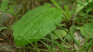 Virginia Home Grown: Plantain Herb