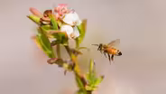 Extended Trailer | Keepers of the Bees