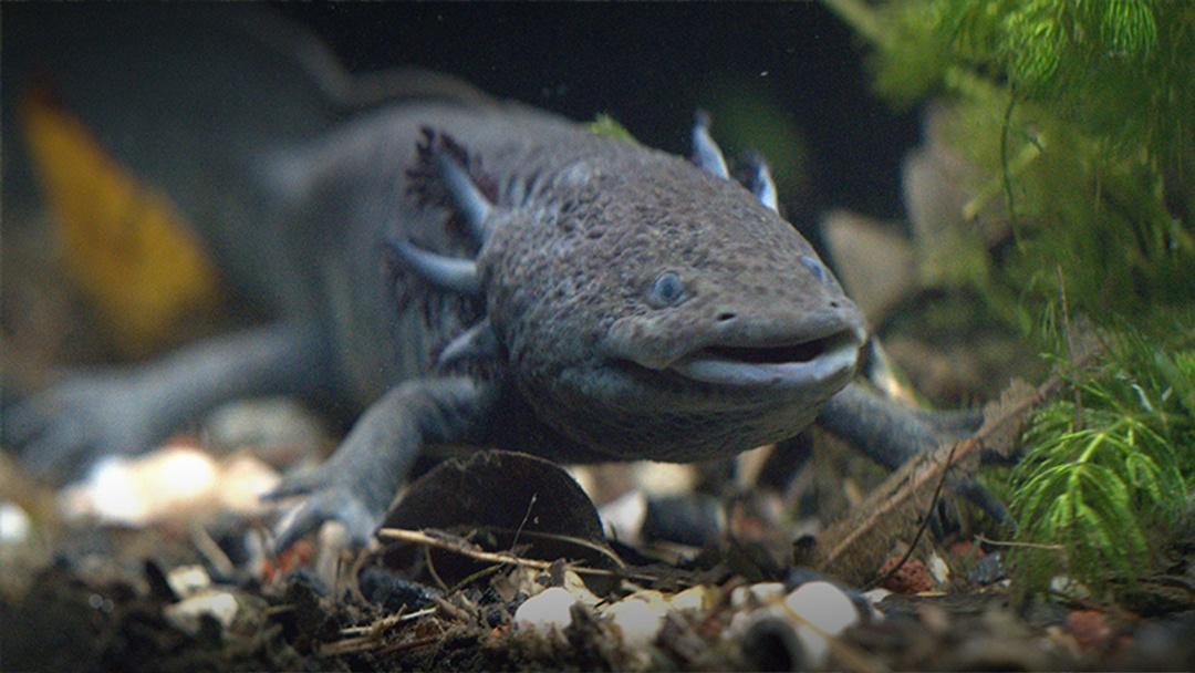 water salamander