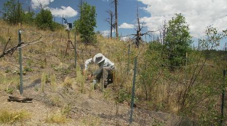 Video thumbnail: Our Land: New Mexico’s Environmental Past, Present and Future Replanting Trees in the Jemez Mountains