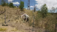 Replanting Trees in the Jemez Mountains