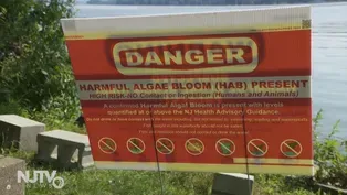 DEP devises rating system for harmful algal blooms