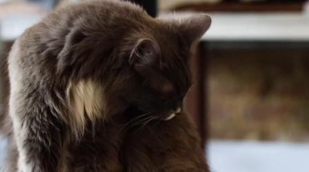 Video thumbnail: SciTech Now Got Your Cat Tongue?