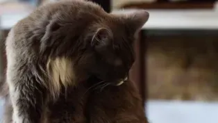 Got Your Cat Tongue?