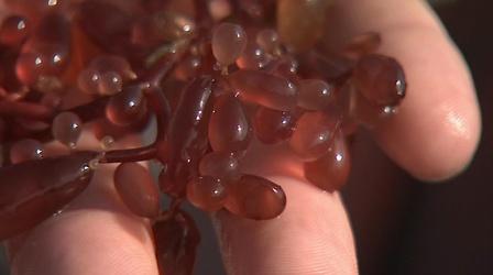 Video thumbnail: SciTech Now Building Up The Blue Economy