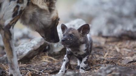 Video thumbnail: Nature African Wild Dog Mom Needs a Break from Pups