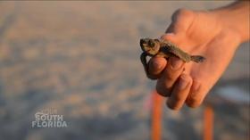 Video thumbnail: Your South Florida Sea Turtle Nesting Season