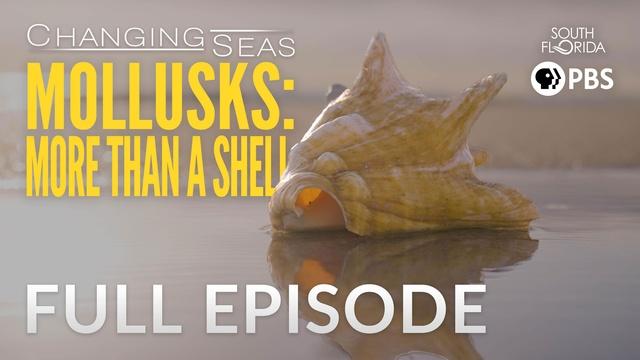 Mollusks: More than a Shell