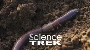 Soil: Extraordinary Earthworm