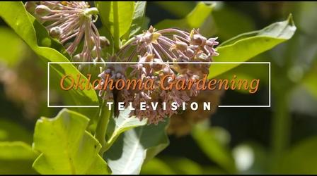 Video thumbnail: Oklahoma Gardening 4937: Oklahoma Gardening
