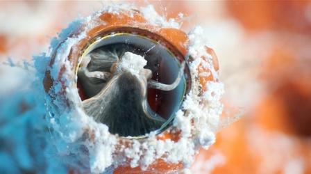 Video thumbnail: Changing Seas Cryptic Critters