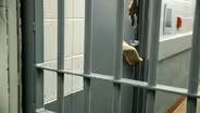 Criminal Justice