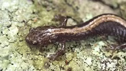 Shenandoah Salamander