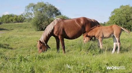 Video thumbnail: QED With Dr. B Veterinary Medicine Teaches us About Human Medicine