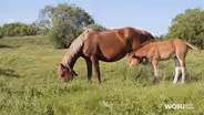 Veterinary Medicine Teaches us About Human Medicine