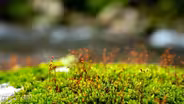 You Aren’t Paying Enough Attention to Moss
