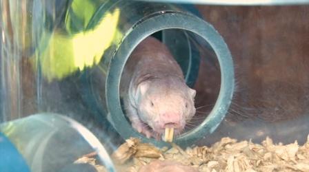 Video thumbnail: SciTech Now The Naked Truth About Mole Rats