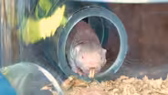 The Naked Truth About Mole Rats