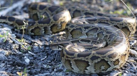 Video thumbnail: Nature People Fight Back Against the Invasive Burmese Python