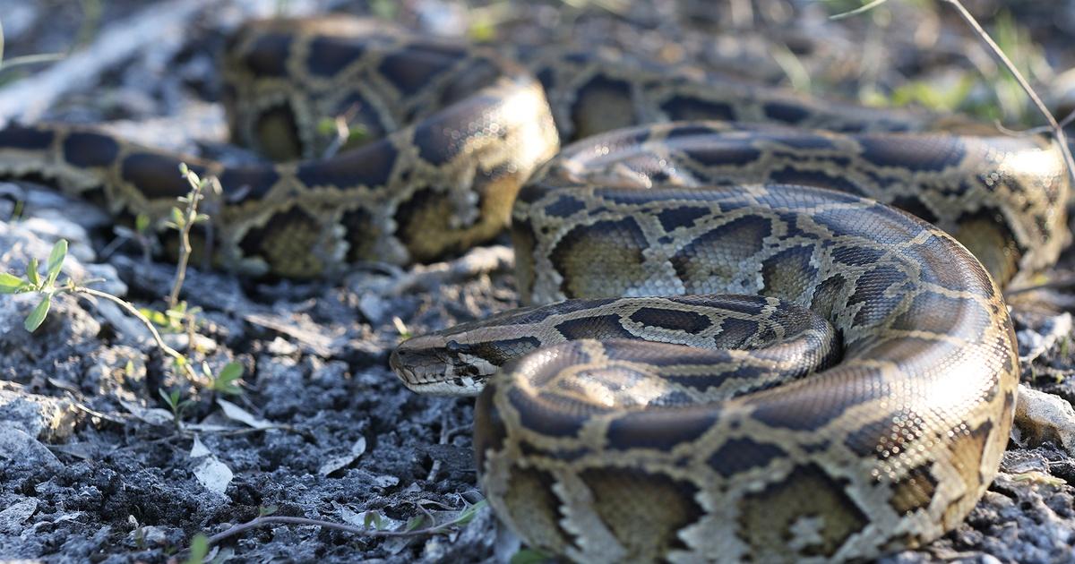 Nature | People Fight Back Against the Invasive Burmese Python | Season ...