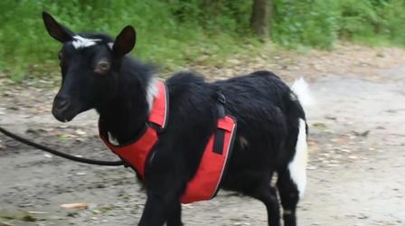 Video thumbnail: Camp TV Nigerian Dwarf Goats