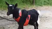 Nigerian Dwarf Goats