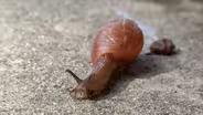 Backyard Wildlife