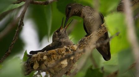 Video thumbnail: Nature Anna’s Hummingbird Filmed Nesting for First Time in Big Bend