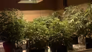 Sympathy, but little support, for 'home grow' cannabis bill