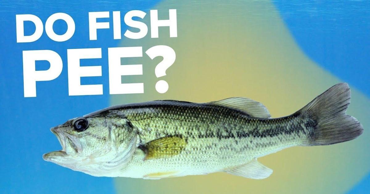 Be Smart | Do Fish Pee? | Season 6 | Episode 36