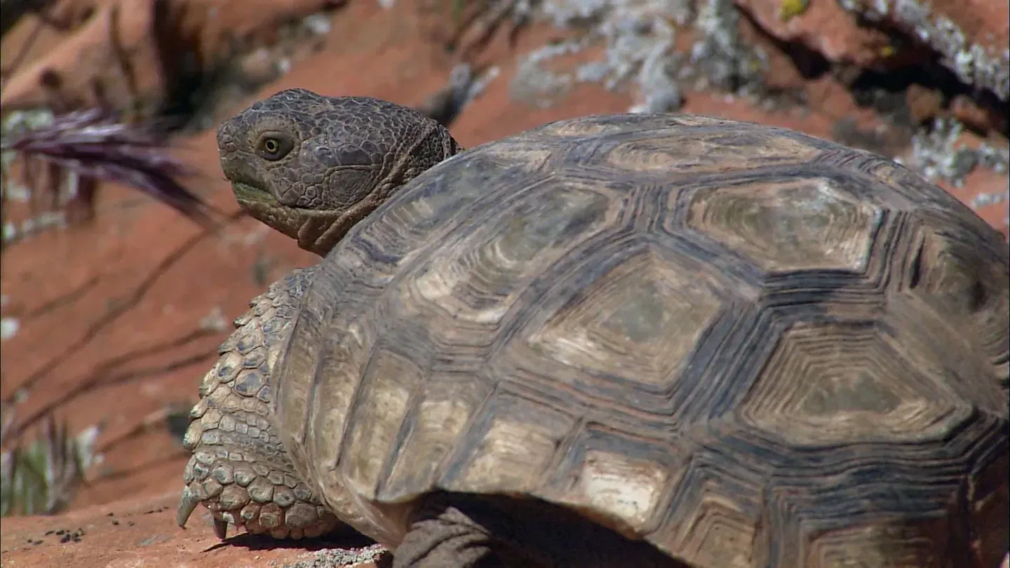 On the Trail of a Living Fossil