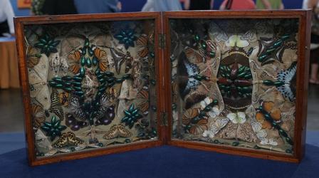 Video thumbnail: Antiques Roadshow Appraisal: Victorian Insect Collage, ca. 1870