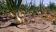 702 Onions