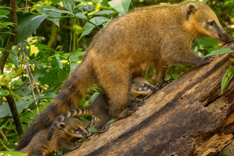 Jungles | Parenthood Poster