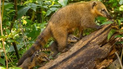 Jungles | Parenthood