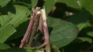Storm Damaged Trees & Hail Damaged Landscape Plants