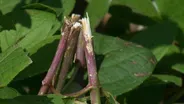 Storm Damaged Trees & Hail Damaged Landscape Plants