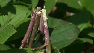 Storm Damaged Trees & Hail Damaged Landscape Plants