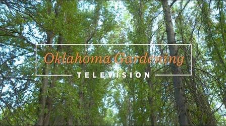 Video thumbnail: Oklahoma Gardening Oklahoma Gardening (November 5, 2022)