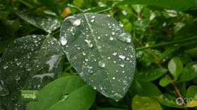 Video thumbnail: You Bet Your Garden You Bet Your Garden Ep. 36