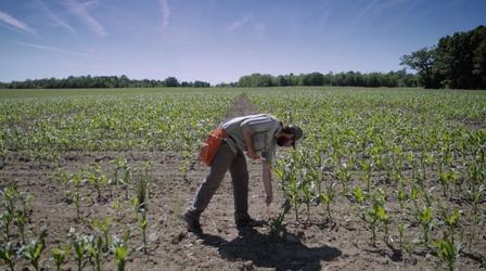 Video thumbnail: Science Specials Maize | Geneticist's Growing Season