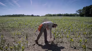 Maize | Geneticist's Growing Season