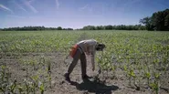 Maize | Geneticist's Growing Season